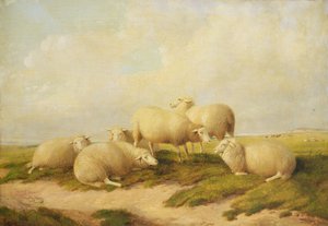 Sheep